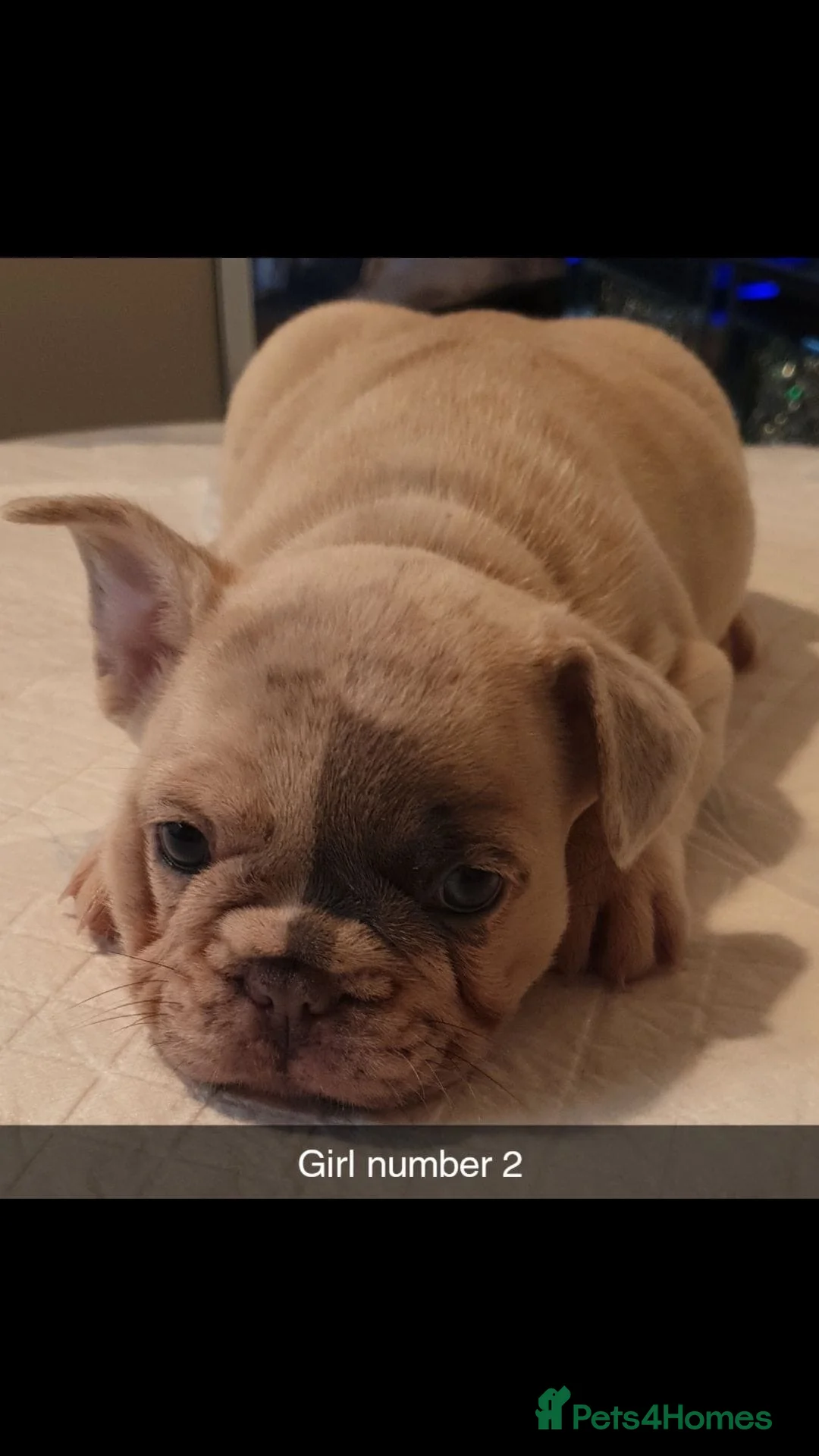 French Bulldog dogs for sale: Beautiful Frenchies  - Advert 2