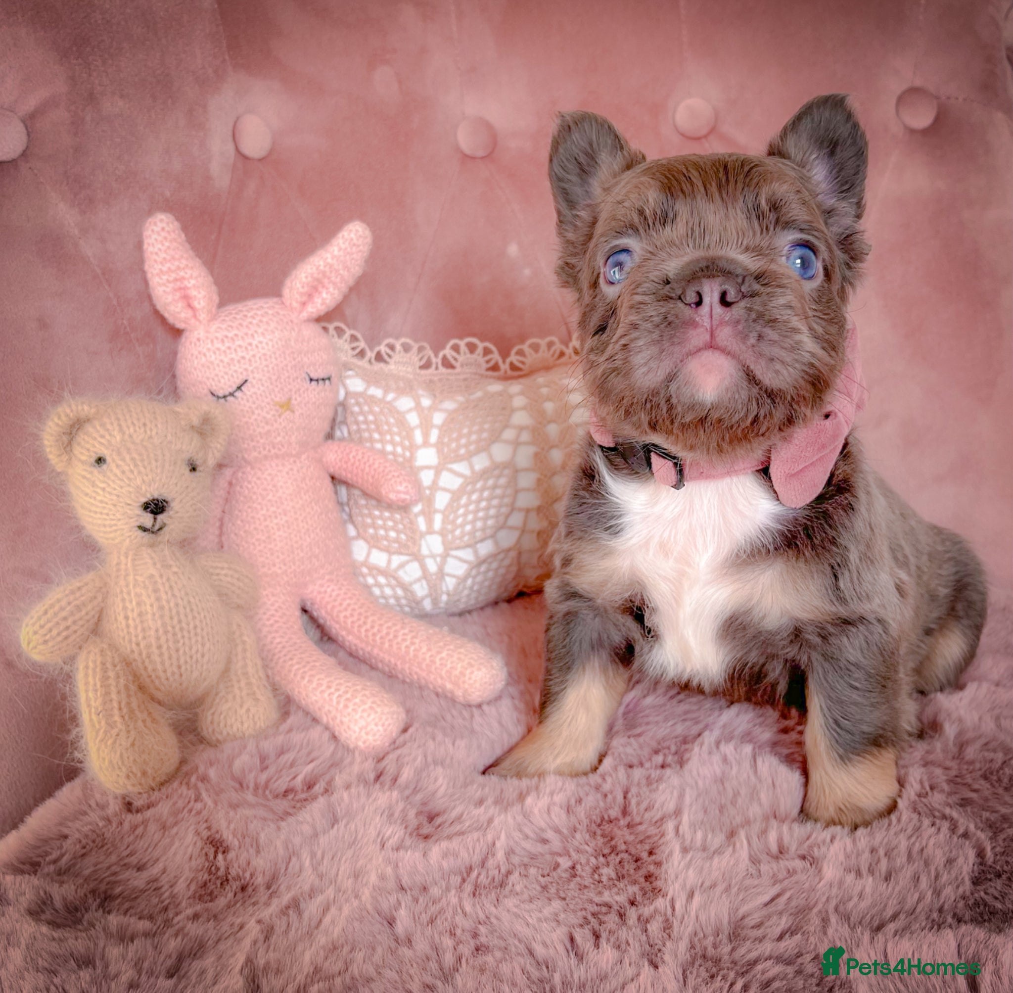 French Bulldog dogs 💞AVAILABLE FLUFFY BOYS💞 - Advert 12