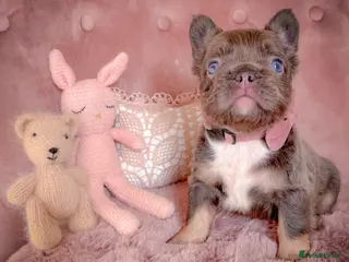 French Bulldog dogs 💞AVAILABLE FLUFFY BOYS💞 - Advert 12