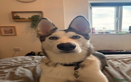 Siberian Husky dogs for sale: ASAP beautiful husky/malamute boy - Image 2