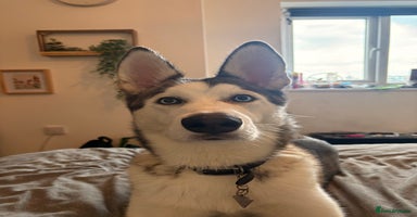 Siberian Husky dogs - Advert 2