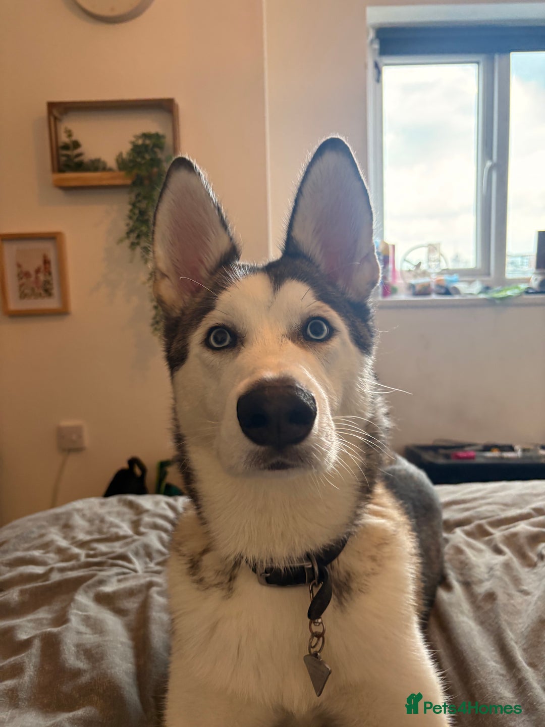 Siberian Husky dogs for sale: ASAP beautiful husky/malamute boy - Image 2