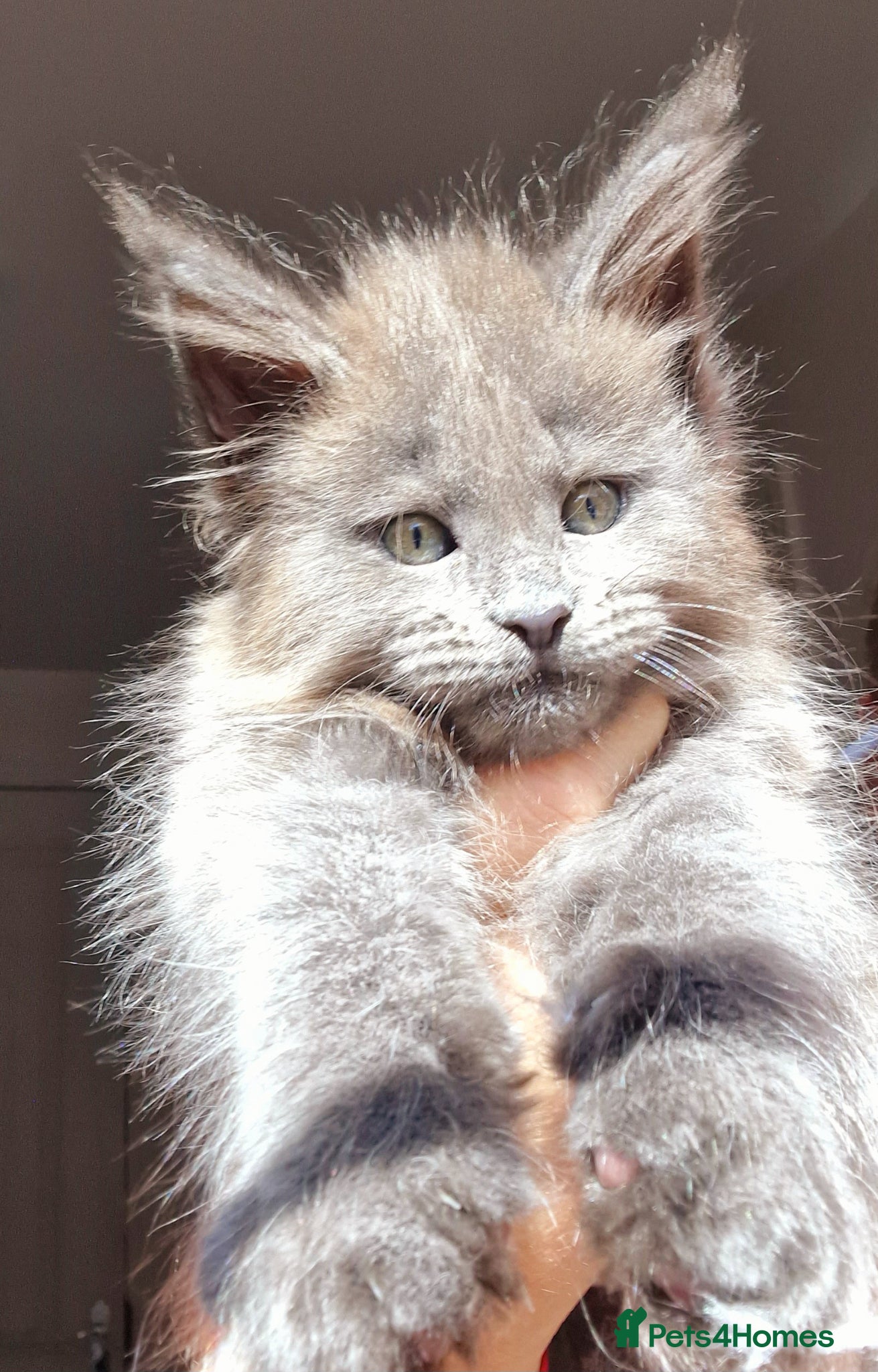 Maine Coon cats Maine coon kittens  - Advert 2