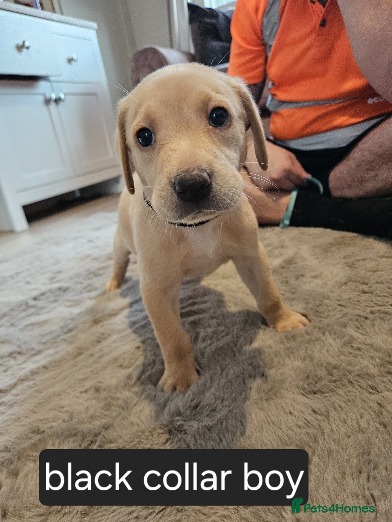 Labrador Retriever dogs 🐾 KC Registered Labrador Puppies – Red/Yellow 🐾 - Advert 2