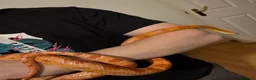 Corn Snake reptiles for sale: Rita and rody  - Advert 4