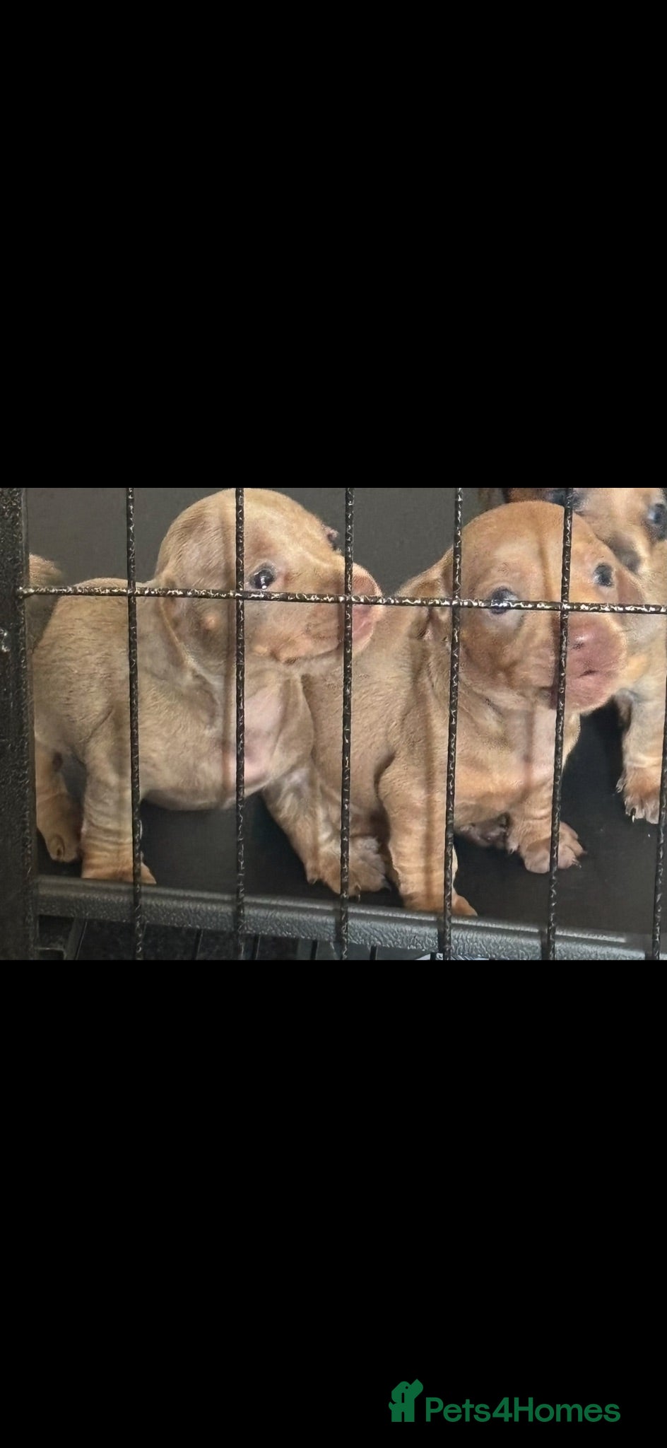 Dachshund dogs Beautiful dacshund puppies for sale - Advert 2