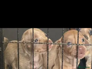 Dachshund dogs Beautiful dacshund puppies for sale - Advert 2