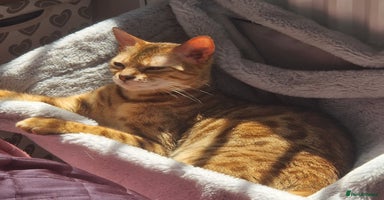 Bengal cats - Advert 15