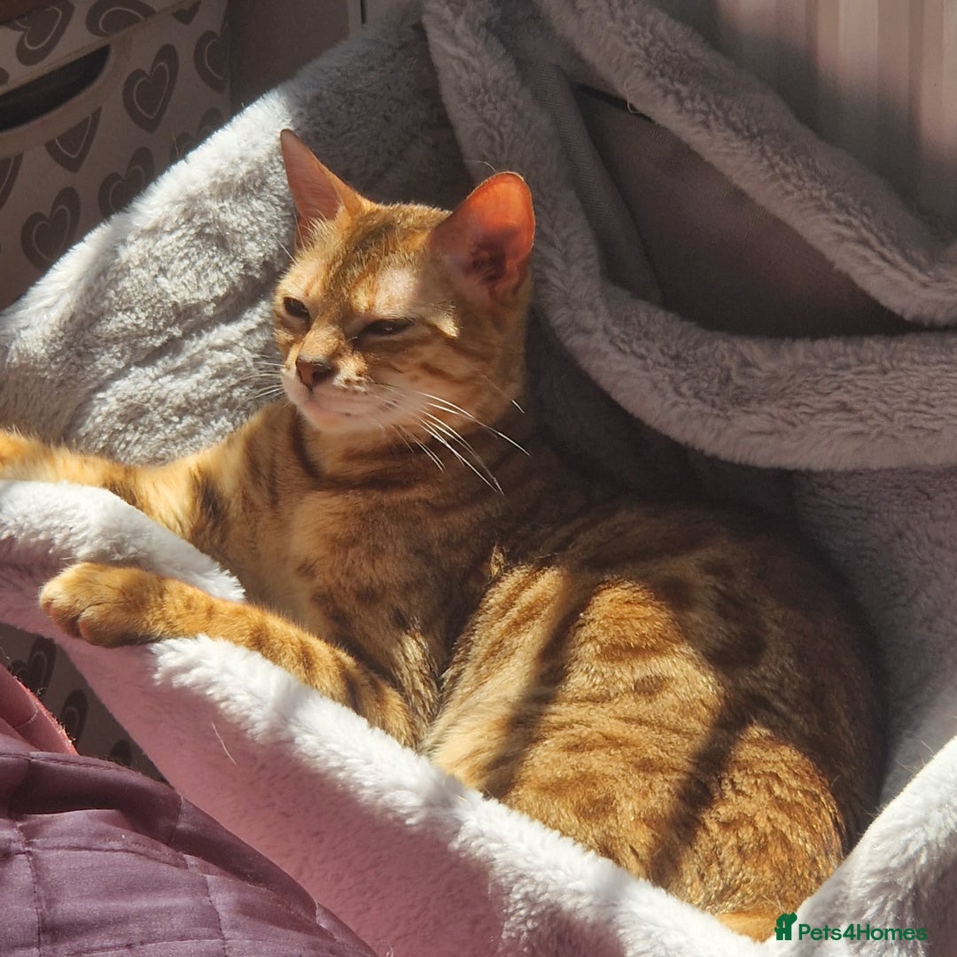 Bengal cats for sale: GOLDEN FEMALE BENGAL FOR REHOME  - Image 3