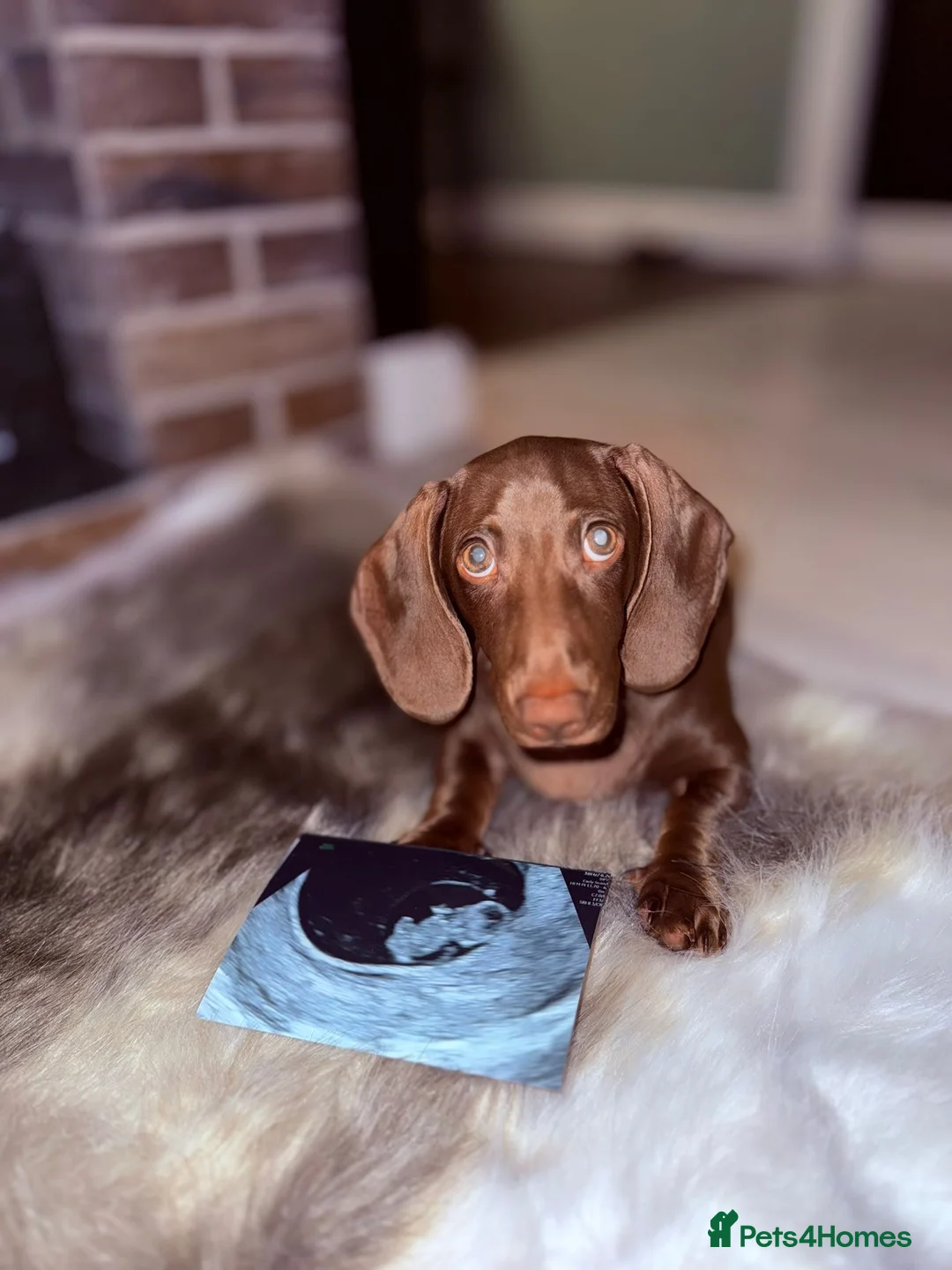Miniature Dachshund dogs for sale: 11 month old miniature dachshund  in Gloucester - Advert 1
