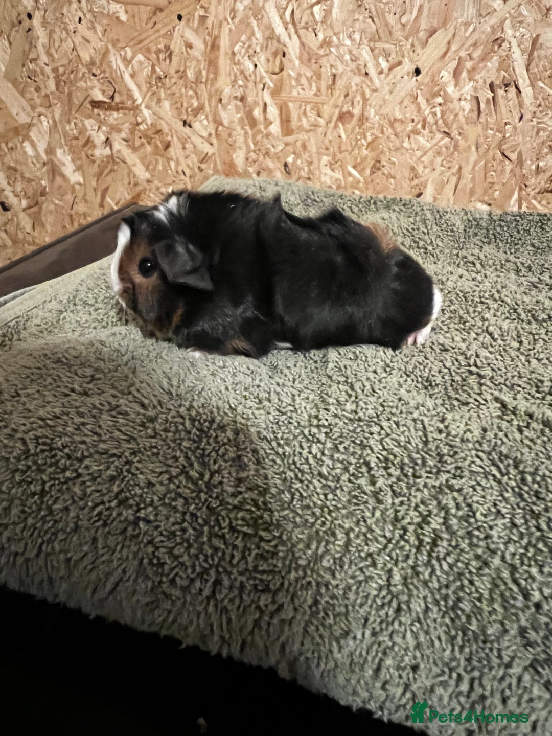 Guinea Pig rodents for sale: baby guinea pig - Advert 38
