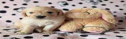 Golden Retriever dogs for stud: KC Golden Retriever for Stud - Advert 8
