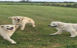 Golden Retriever dogs for sale: KC GOLDEN RETRIEVER PUPPIES  - Image 5