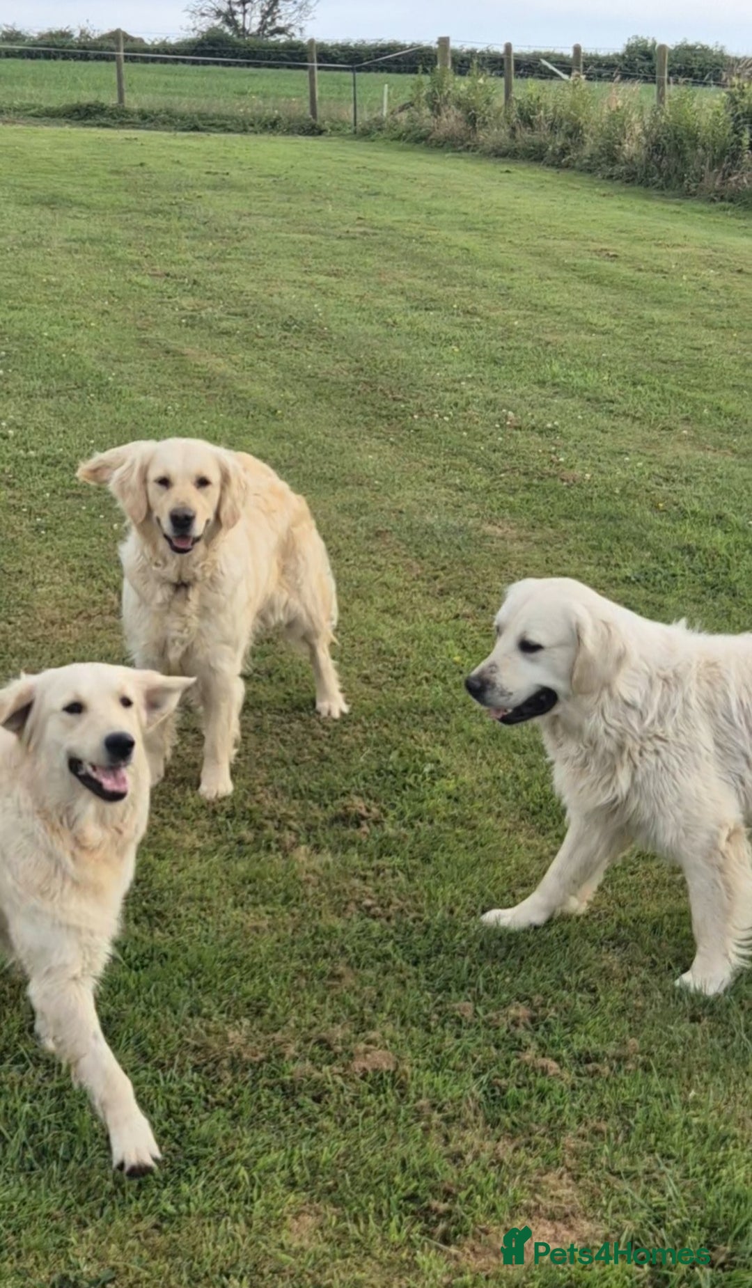 Golden Retriever dogs for sale: KC GOLDEN RETRIEVER PUPPIES  - Image 5