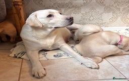 Labrador Retriever dogs for sale: Traditional english show type labrador puppies  - Image 10