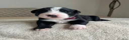 Mixed Breed dogs for sale: 5 Beautiful Bordernese Puppies  - Advert 5