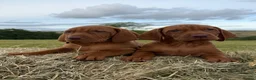 Hungarian Vizsla dogs for sale: KC Hungarian Vizsla Pups in Treharris - Advert 2