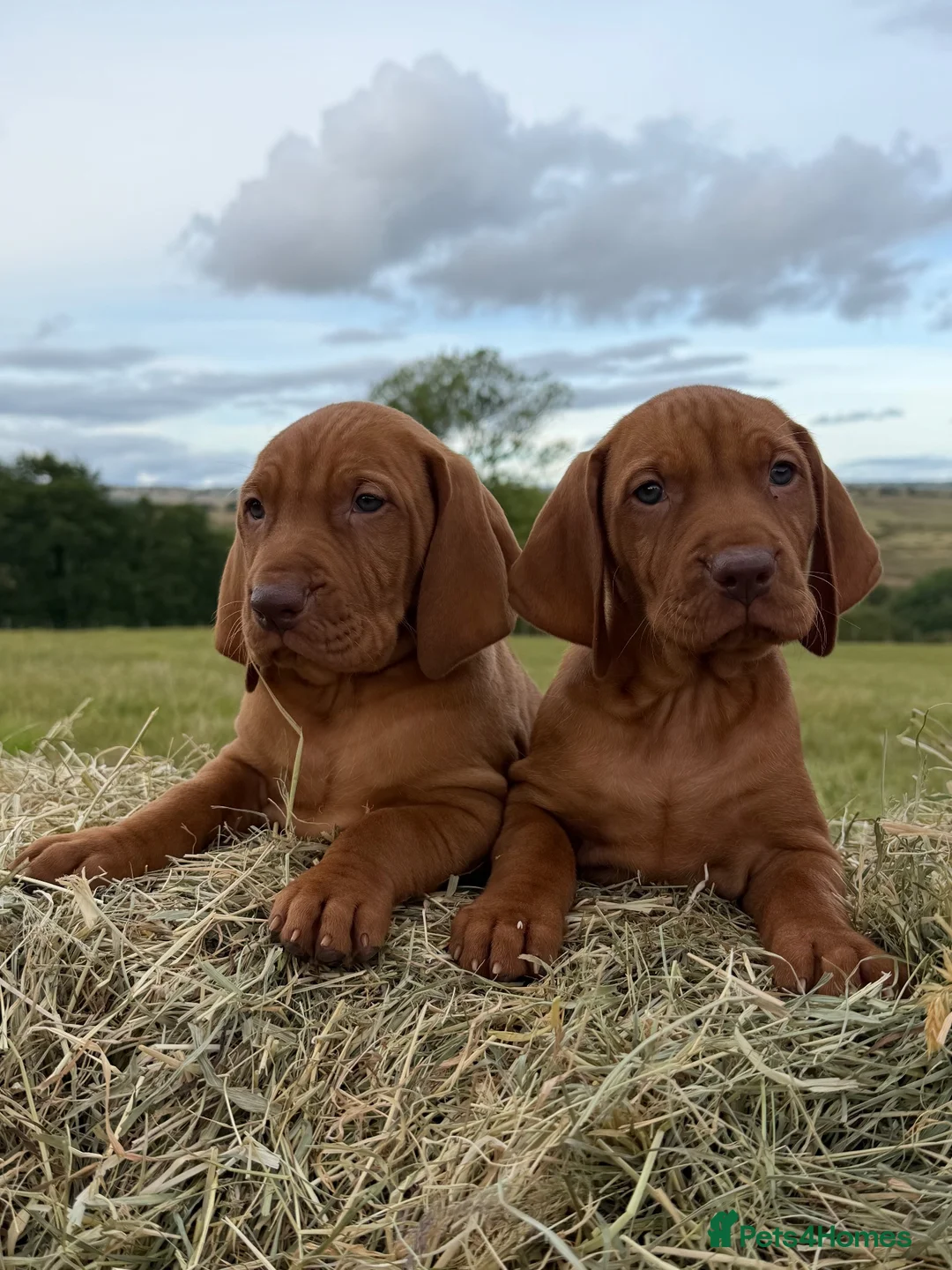 Hungarian Vizsla dogs for sale: KC Hungarian Vizsla Pups in Treharris - Advert 2