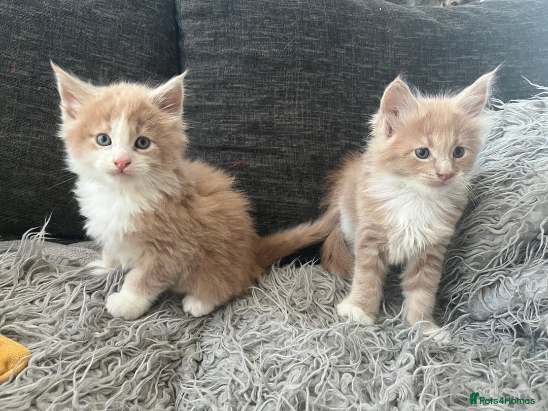 Maine Coon cats for sale: Beautiful Maine coon kittens - Advert 7