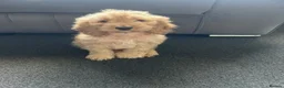 Cockapoo dogs for sale: 15 Week Old Cockapoo Looking for a Forever Home 🐾 in Manchester - Advert 5