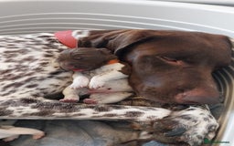 German Shorthaired Pointer dogs for sale: Amazing male GSP Puppy.  Available 5th Oct. - Image 9