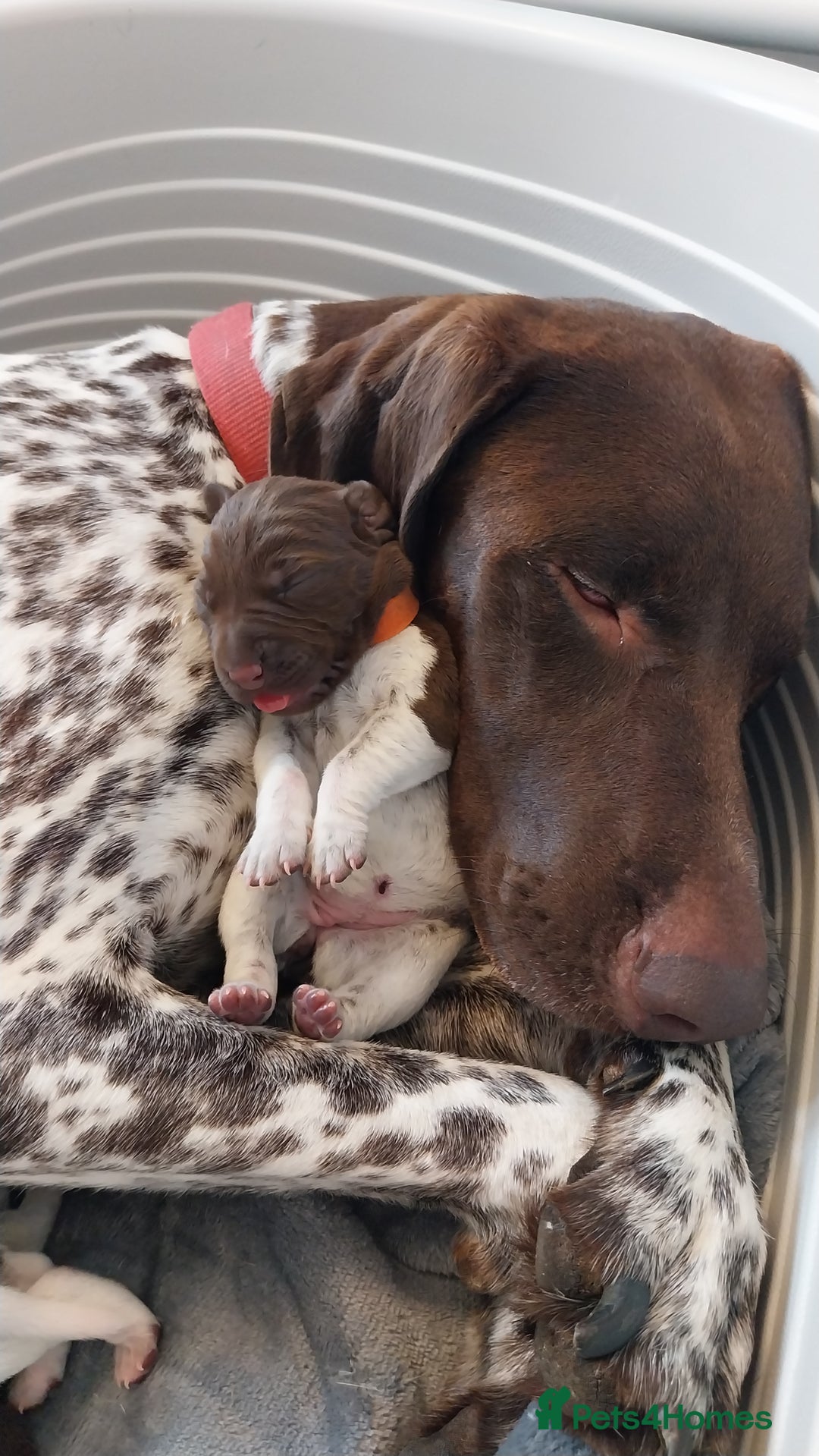 German Shorthaired Pointer dogs for sale: Amazing male GSP Puppy.  Available 5th Oct. - Image 9