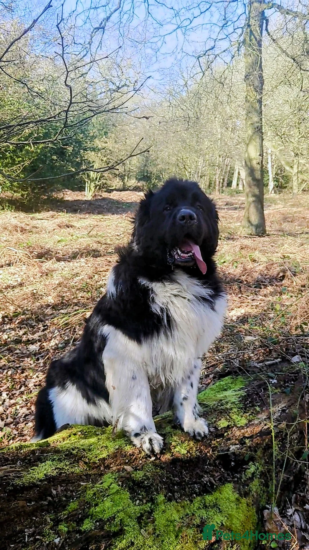 Newfoundland dogs for stud: KC registered health tested Landseer Newfoundland  in Ilkeston - Advert 6