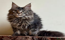 Maine Coon cats for sale: Beautiful pure bread maine coon kittens  - Image 16
