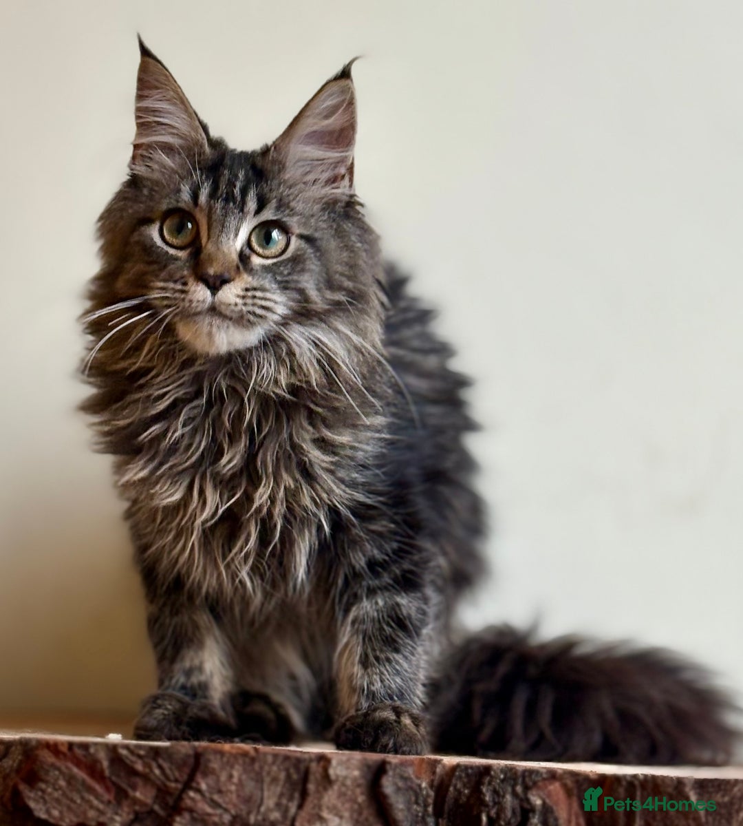 Maine Coon cats for sale: Beautiful pure bread maine coon kittens  - Image 16