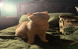 British Shorthair cats for sale: Ready nowBeautiful lilac tortie kitten - Image 5