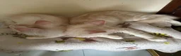 Maine Coon cats for sale: Three beautiful Maine Coon kittens - Advert 8