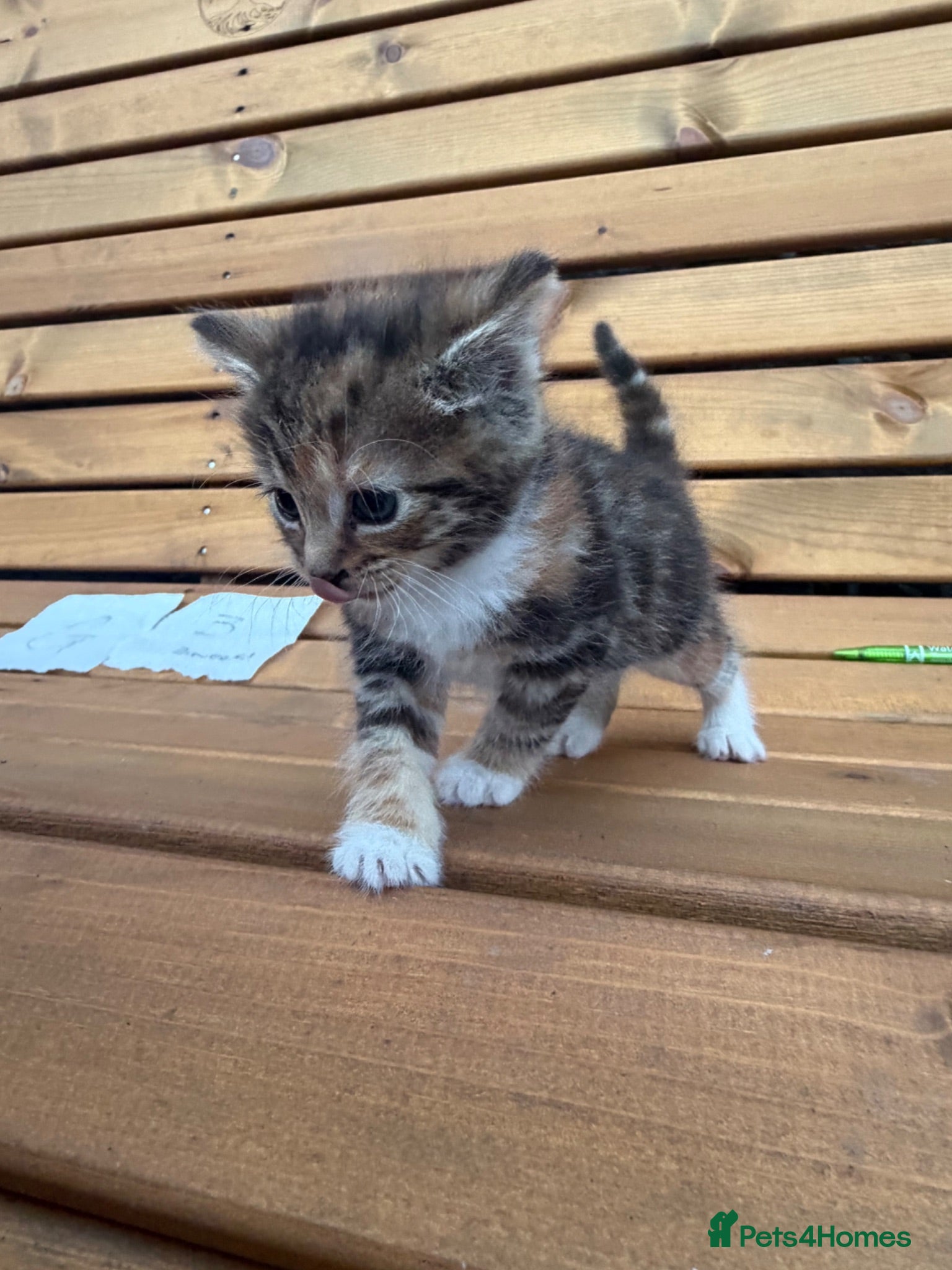 Mixed Breed cats Friendly farm kittens 2b 1g  - Advert 2