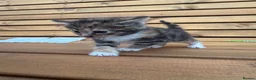 Mixed Breed cats for sale: Friendly farm kittens 2b 1g  - Advert 1