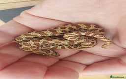 Snake reptiles for sale: Western Hognose CB25 babies  - Image 13
