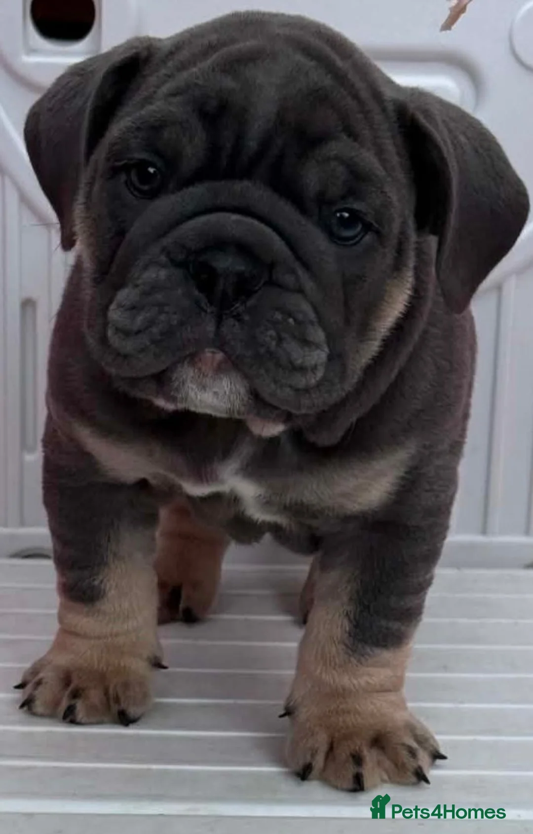 English Bulldog dogs for sale: Quality KC Registered Bulldog Puppies - Advert 27