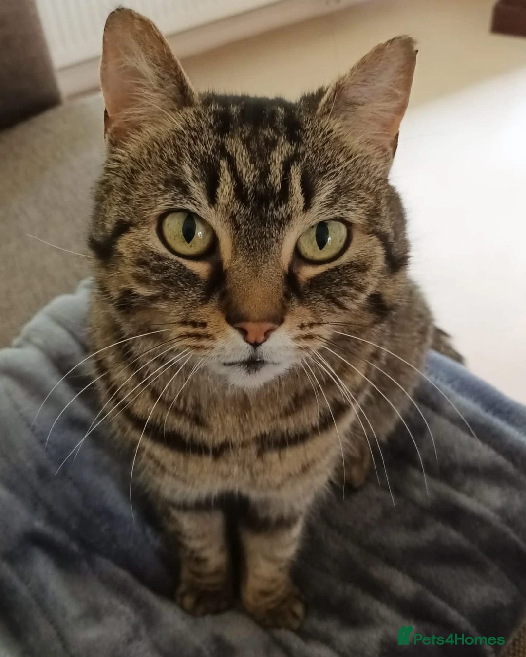 Domestic Shorthair cats for adoption: Whiskers, 12 year old female neutered  - Image 1