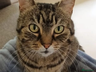 Domestic Shorthair cats - Advert 16