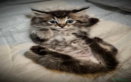 Ragdoll cats for sale: Ragdolls  - Image 12