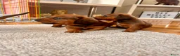 Miniature Dachshund dogs for sale: Miniature dachshund puppies  in Treharris - Advert 3