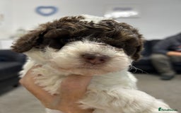 Toy Poodle dogs for sale: Toy poodle boy chocolate and white  - Advert 19