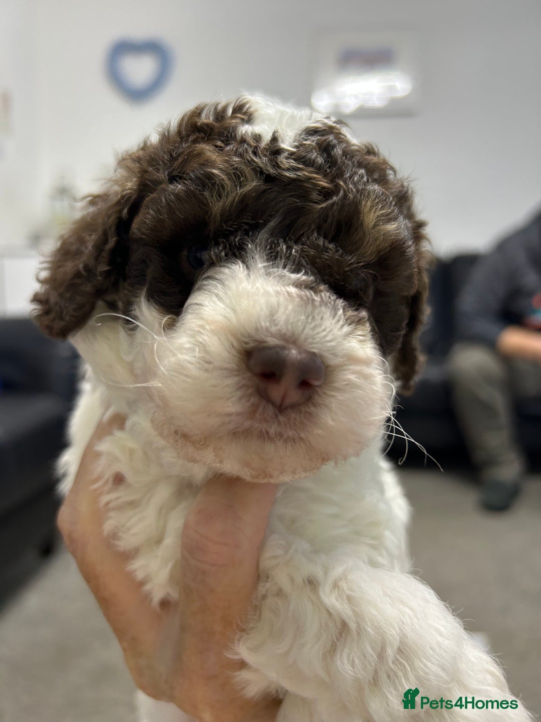 Toy Poodle dogs for sale: Toy poodle boy chocolate and white  - Advert 19