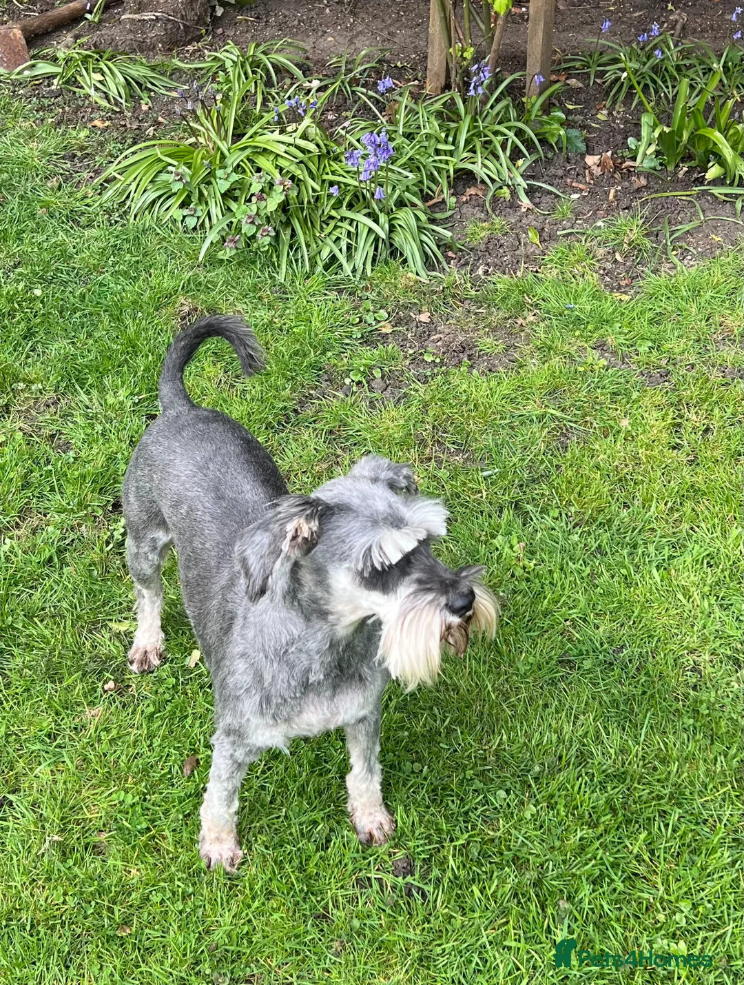 Miniature Schnauzer dogs for sale: POSY  - Advert 4