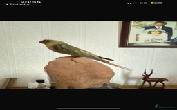 Conures birds for sale: Hand reared baby conure  in Pentre - Image 6