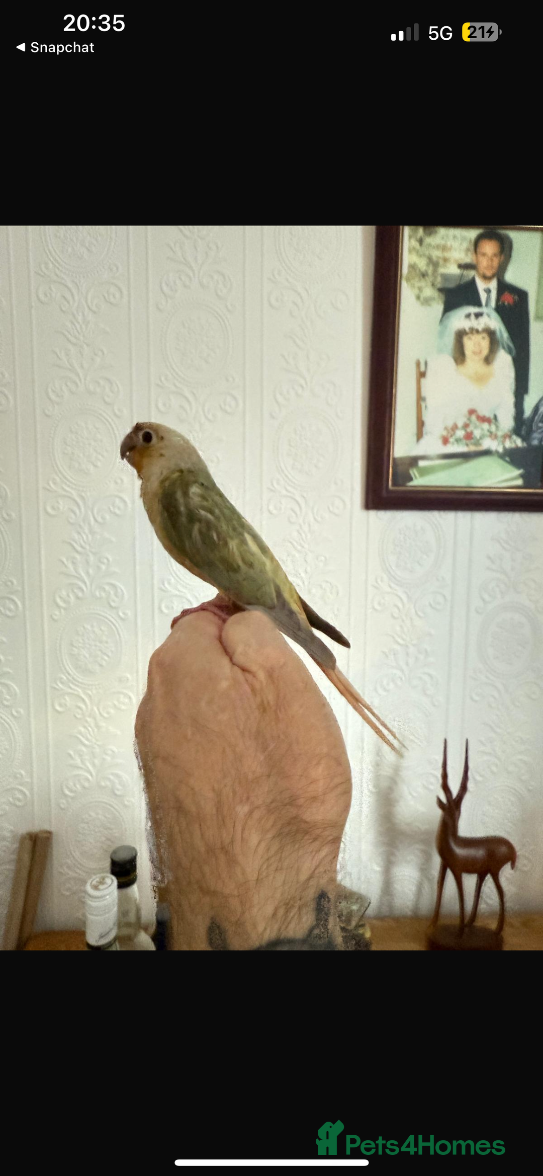 Conures birds for sale: Hand reared baby conure  in Pentre - Image 6