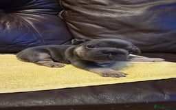 French Bulldog dogs for sale: FRENCH BULLDOG ** - Image 12