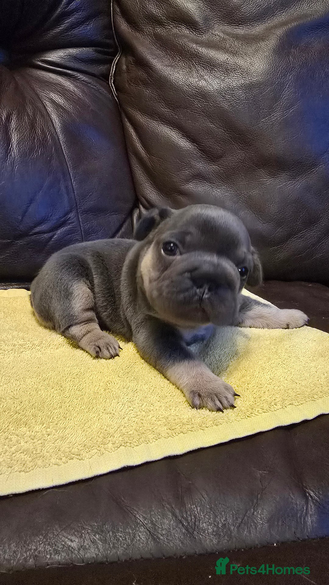 French Bulldog dogs for sale: FRENCH BULLDOG ** - Image 12