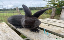 Continental Giant rabbits for sale: Pure breed very large Giant continental rabbits  - Image 12