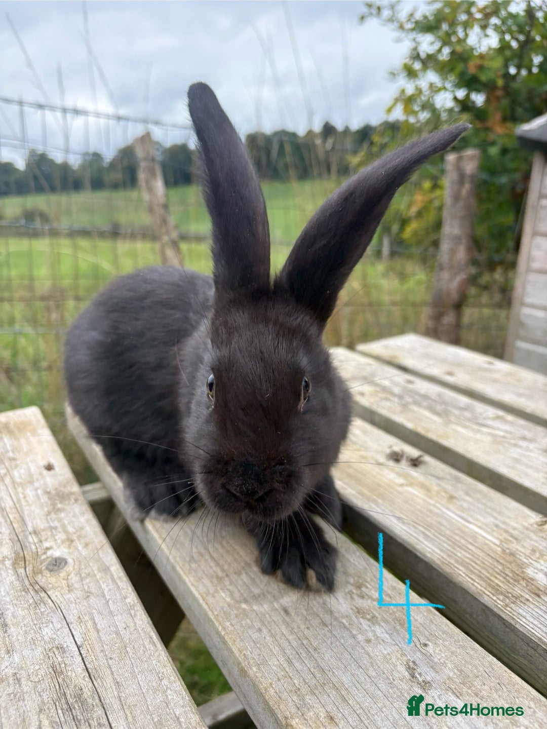 Continental Giant rabbits for sale: Pure breed very large Giant continental rabbits  - Image 12