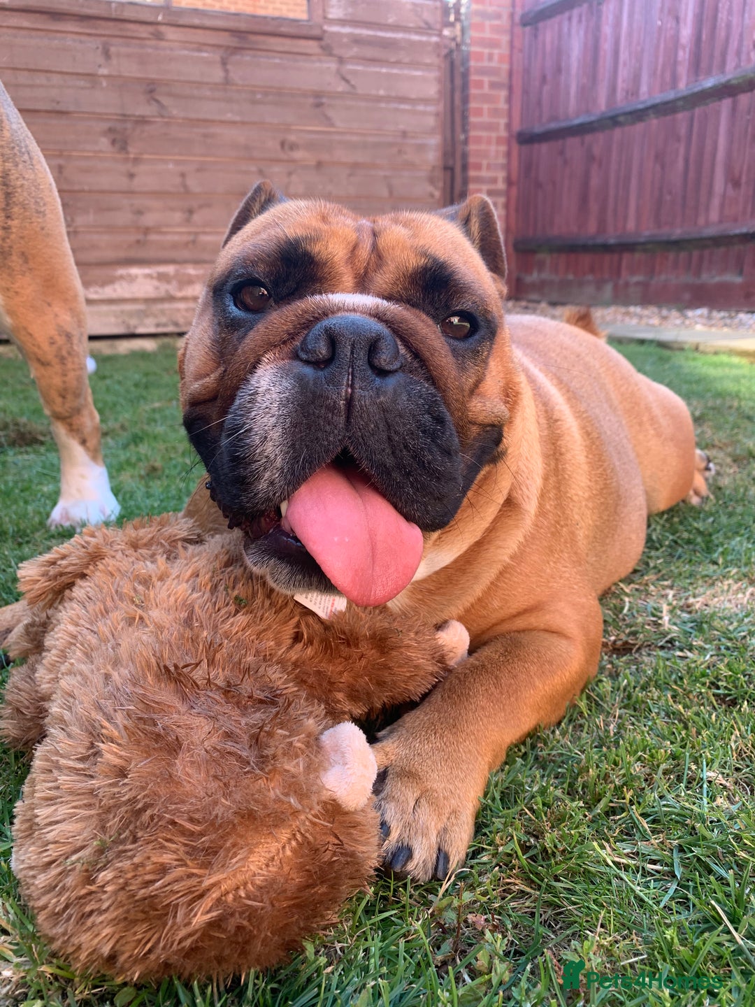 English Bulldog dogs for sale: English bulldog - Image 5