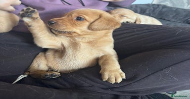 Labrador Retriever dogs - Advert 11